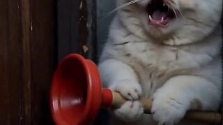 Cat Gently Waking Up Owner! 22