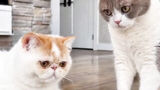 Cat vs Robot Vacuum! Epic Showdown! 21