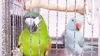 Cat Ringing a Bell for Treats! 22