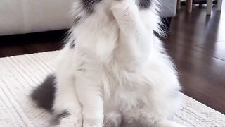 Cat Meowing "Hello"! Talking Pet! 24