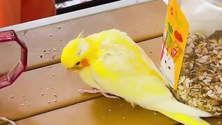 Cat Falling Asleep Sitting Up! 21