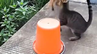 Cat lover 14
