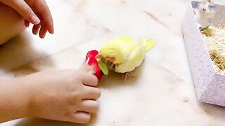 Cat Refusing to Give the Toy Back! 24