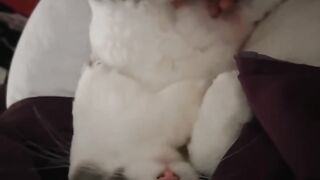 Cat Sleeping in the Weirdest Position Ever! 23