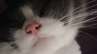 Cat Protecting Owner from a Bug! 24