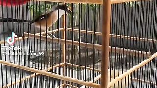 Burung 10