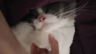 Cat Trying to Drink from a Straw! 41