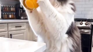 Cat Loving a Belly Rub! Rare Footage! 21