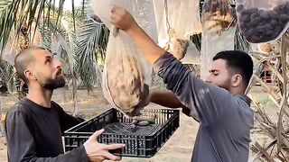 Kurma 2