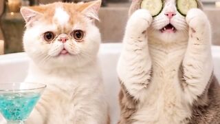 Cat Watching Horror Movie! Scared Reaction! 23