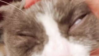 Cat Tries to Catch Fish on TV! 21