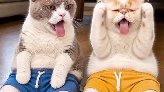 Cat Brings a Live Frog into the House! 21