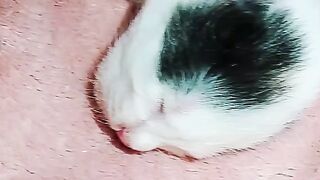 Cute my cat compilaction 2026
