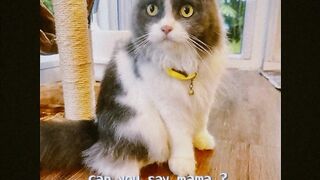 Cat Purring Like a V8 Engine! 19