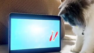 Cat Refuses to Walk on a Leash! 28