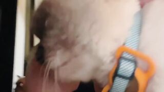 Cat Smelling a Lemon! 😂 21