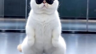 Cat Hugging its Best Friend! 20