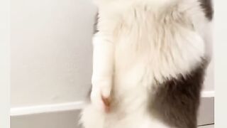 Cat Jumping over a High Gate! 21