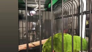 Cat Fighting its Own Tail in Circles! 19