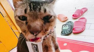 Cat Meets a Hedgehog! 🦔 19