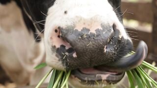 The cows