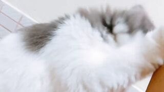 Cat Answering When Called! So Smart! 23