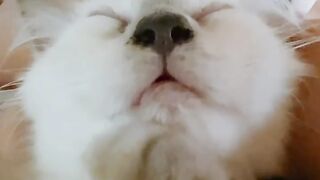 Cat Rolling in Catnip! Pure Joy! 24