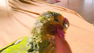 Cat Adopting a Baby Duck! So Pure! 22