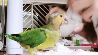 Cat Singing a Song! Hilarious Meow! 24