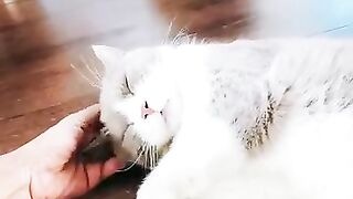 Cat Trying to Drink from the Tap! 25