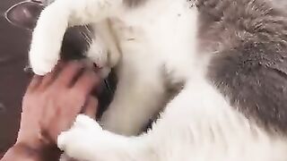 Sleepy Cat Falling off the Couch! 😂 25