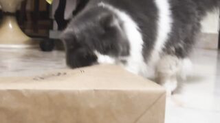 Cat Getting Mad at its Own Tail! 21