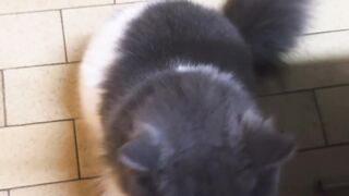 Cat Eating Watermelon! ASMR Crunches! 21