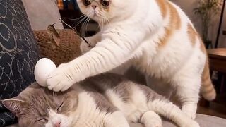 Cat Watching Horror Movie! Scared Reaction! 24