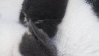 Sleeping cat 11