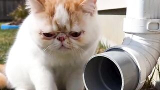 Tiny Kitten's First Yawn! 20