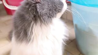 Fierce Cat Protects House from a Bug! 24