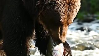 Animal 100