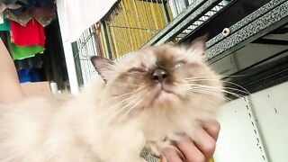 Cat Reacts to Owner's Sneeze! 21