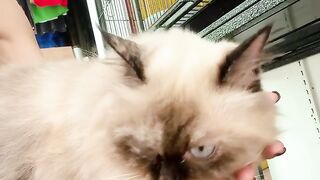 Cat Knocking a Glass off the Table! 20