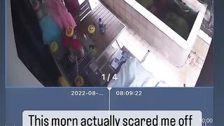Cat Fighting its Own Shadow! 21