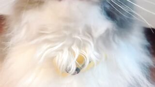 Cat Purring Like a V8 Engine! 20