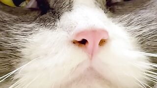 Cat Getting a Brain Freeze from Popsicle! 17