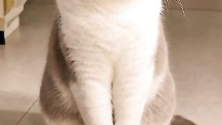 Cat Stealing a Hair Tie! 25