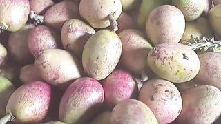 matoa fruit is very sweet