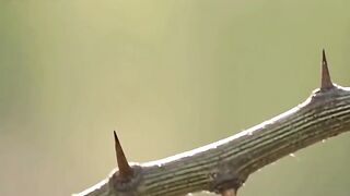 : Nature’s Master Architect: The Incredible Baya Weaver Nest! 🐦🌿