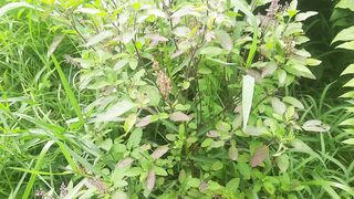 Tulsi tree