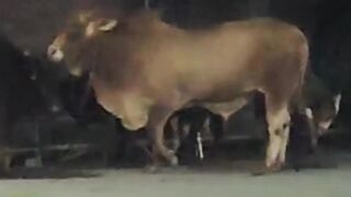 Diduga Stres Berat, Sapi Kurban Berbobot 8 Kuintal Mengamuk di Pongangan Gresik