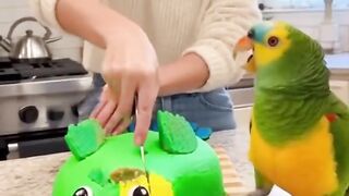 FUNNY CARTOON VIDEO OF PARROT
