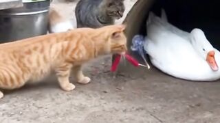 Hahaha cat lover